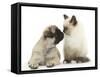 Fawn Pug Puppy, 8 Weeks, and Birman-Cross Kitten-Mark Taylor-Framed Stretched Canvas