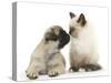 Fawn Pug Puppy, 8 Weeks, and Birman-Cross Kitten-Mark Taylor-Stretched Canvas