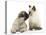 Fawn Pug Puppy, 8 Weeks, and Birman-Cross Kitten-Mark Taylor-Stretched Canvas