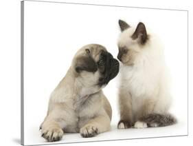 Fawn Pug Puppy, 8 Weeks, and Birman-Cross Kitten-Mark Taylor-Stretched Canvas