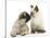 Fawn Pug Puppy, 8 Weeks, and Birman-Cross Kitten-Mark Taylor-Stretched Canvas