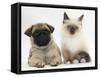 Fawn Pug Puppy, 8 Weeks, and Birman-Cross Kitten-Mark Taylor-Framed Stretched Canvas