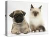 Fawn Pug Puppy, 8 Weeks, and Birman-Cross Kitten-Mark Taylor-Stretched Canvas