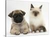 Fawn Pug Puppy, 8 Weeks, and Birman-Cross Kitten-Mark Taylor-Stretched Canvas