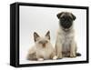 Fawn Pug Puppy, 8 Weeks, and Birman-Cross Kitten-Mark Taylor-Framed Stretched Canvas