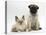 Fawn Pug Puppy, 8 Weeks, and Birman-Cross Kitten-Mark Taylor-Stretched Canvas