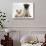 Fawn Pug Puppy, 8 Weeks, and Birman-Cross Kitten-Mark Taylor-Stretched Canvas displayed on a wall