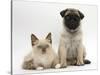 Fawn Pug Puppy, 8 Weeks, and Birman-Cross Kitten-Mark Taylor-Stretched Canvas