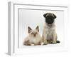 Fawn Pug Puppy, 8 Weeks, and Birman-Cross Kitten-Mark Taylor-Framed Premium Photographic Print