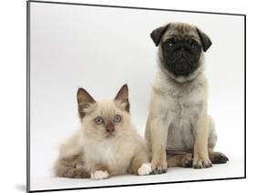 Fawn Pug Puppy, 8 Weeks, and Birman-Cross Kitten-Mark Taylor-Mounted Premium Photographic Print