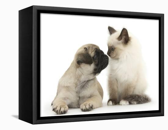 Fawn Pug Puppy, 8 Weeks, and Birman-Cross Kitten-Mark Taylor-Framed Stretched Canvas