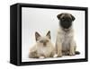 Fawn Pug Puppy, 8 Weeks, and Birman-Cross Kitten-Mark Taylor-Framed Stretched Canvas