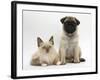 Fawn Pug Puppy, 8 Weeks, and Birman-Cross Kitten-Mark Taylor-Framed Photographic Print