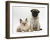 Fawn Pug Puppy, 8 Weeks, and Birman-Cross Kitten-Mark Taylor-Framed Photographic Print