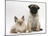 Fawn Pug Puppy, 8 Weeks, and Birman-Cross Kitten-Mark Taylor-Mounted Photographic Print