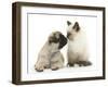 Fawn Pug Puppy, 8 Weeks, and Birman-Cross Kitten-Mark Taylor-Framed Photographic Print