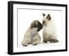 Fawn Pug Puppy, 8 Weeks, and Birman-Cross Kitten-Mark Taylor-Framed Photographic Print