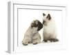 Fawn Pug Puppy, 8 Weeks, and Birman-Cross Kitten-Mark Taylor-Framed Photographic Print