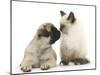 Fawn Pug Puppy, 8 Weeks, and Birman-Cross Kitten-Mark Taylor-Mounted Photographic Print