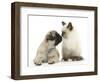 Fawn Pug Puppy, 8 Weeks, and Birman-Cross Kitten-Mark Taylor-Framed Photographic Print