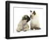 Fawn Pug Puppy, 8 Weeks, and Birman-Cross Kitten-Mark Taylor-Framed Photographic Print