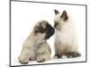 Fawn Pug Puppy, 8 Weeks, and Birman-Cross Kitten-Mark Taylor-Mounted Photographic Print