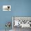 Fawn Pug Puppy, 8 Weeks, and Birman-Cross Kitten-Mark Taylor-Photographic Print displayed on a wall