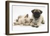 Fawn Pug Puppy, 8 Weeks, and Birman-Cross Kitten-Mark Taylor-Framed Photographic Print