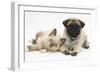 Fawn Pug Puppy, 8 Weeks, and Birman-Cross Kitten-Mark Taylor-Framed Photographic Print