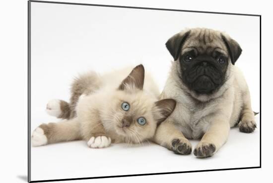 Fawn Pug Puppy, 8 Weeks, and Birman-Cross Kitten-Mark Taylor-Mounted Photographic Print