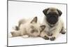 Fawn Pug Puppy, 8 Weeks, and Birman-Cross Kitten-Mark Taylor-Mounted Photographic Print