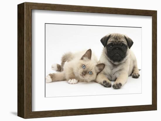 Fawn Pug Puppy, 8 Weeks, and Birman-Cross Kitten-Mark Taylor-Framed Photographic Print