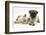 Fawn Pug Puppy, 8 Weeks, and Birman-Cross Kitten-Mark Taylor-Framed Photographic Print