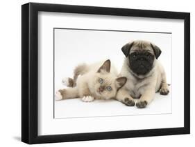 Fawn Pug Puppy, 8 Weeks, and Birman-Cross Kitten-Mark Taylor-Framed Photographic Print