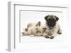 Fawn Pug Puppy, 8 Weeks, and Birman-Cross Kitten-Mark Taylor-Framed Photographic Print