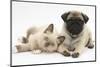 Fawn Pug Puppy, 8 Weeks, and Birman-Cross Kitten-Mark Taylor-Mounted Photographic Print