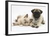 Fawn Pug Puppy, 8 Weeks, and Birman-Cross Kitten-Mark Taylor-Framed Photographic Print