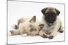 Fawn Pug Puppy, 8 Weeks, and Birman-Cross Kitten-Mark Taylor-Mounted Photographic Print