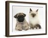 Fawn Pug Puppy, 8 Weeks, and Birman-Cross Kitten-Mark Taylor-Framed Photographic Print