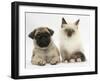 Fawn Pug Puppy, 8 Weeks, and Birman-Cross Kitten-Mark Taylor-Framed Photographic Print