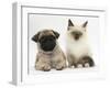 Fawn Pug Puppy, 8 Weeks, and Birman-Cross Kitten-Mark Taylor-Framed Photographic Print