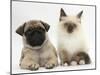 Fawn Pug Puppy, 8 Weeks, and Birman-Cross Kitten-Mark Taylor-Mounted Photographic Print