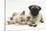 Fawn Pug Puppy, 8 Weeks, and Birman-Cross Kitten-Mark Taylor-Stretched Canvas