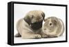 Fawn Pug Puppy, 8 Weeks, and Guinea Pig-Mark Taylor-Framed Stretched Canvas