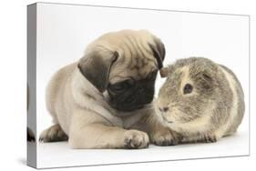 Fawn Pug Puppy, 8 Weeks, and Guinea Pig-Mark Taylor-Stretched Canvas