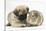 Fawn Pug Puppy, 8 Weeks, and Guinea Pig-Mark Taylor-Stretched Canvas