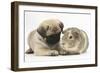 Fawn Pug Puppy, 8 Weeks, and Guinea Pig-Mark Taylor-Framed Photographic Print