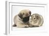 Fawn Pug Puppy, 8 Weeks, and Guinea Pig-Mark Taylor-Framed Photographic Print