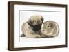 Fawn Pug Puppy, 8 Weeks, and Guinea Pig-Mark Taylor-Framed Photographic Print