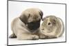 Fawn Pug Puppy, 8 Weeks, and Guinea Pig-Mark Taylor-Mounted Photographic Print